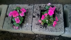 A couple days ago, I made a post about how I’m going to plant impatiens in spring and how I planted them in cinderblocks at my MIL’s house in Kentucky. Well, she sent me a recent picture of my impatiens and now I have lovely before/after shots! 