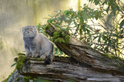 nogoldenapples:  vidrig:  The Pallas’s cat/Manul is about the size of a domestic cat, and is native to the steppe regions of Central Asia. The combination of its stocky posture and long, dense fur makes it appear stout and plush. Pallas’s cats are