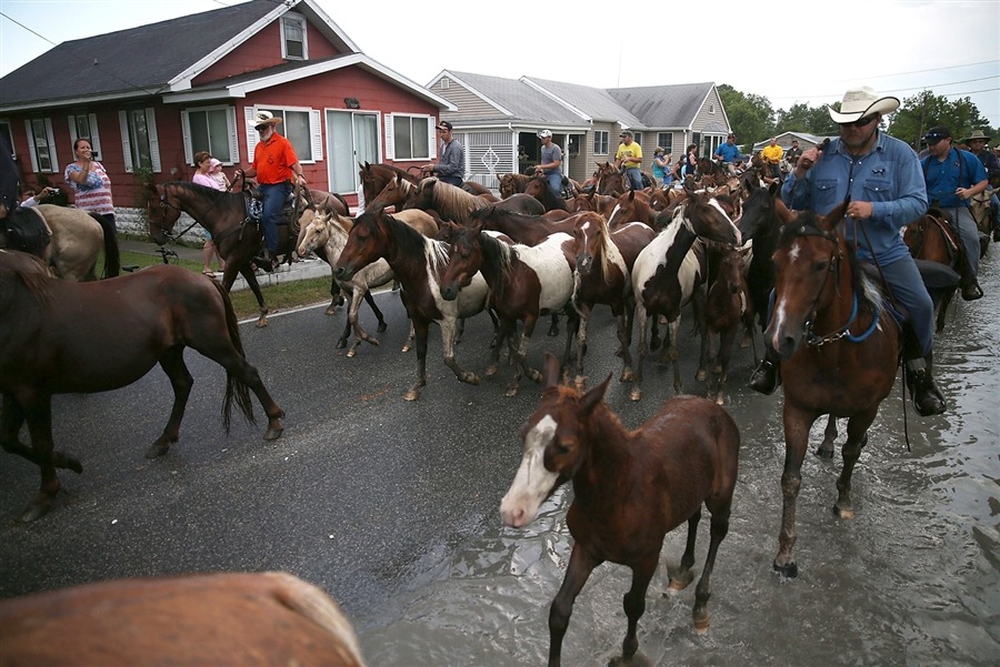 equine-awareness:  “Misty” Eyed Musings on Animal Welfare of the Chincoteague