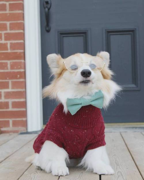 corgikistan:
“Fall fashion : awkwardly displayed by Kimchi
”