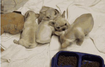 the-personal-quotes:  feeling sad? look at this baby animal blog!