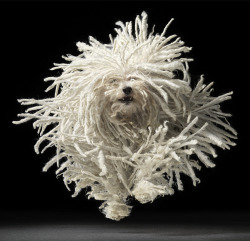 art-and-fury:  Dogs Gods - Tim Flach