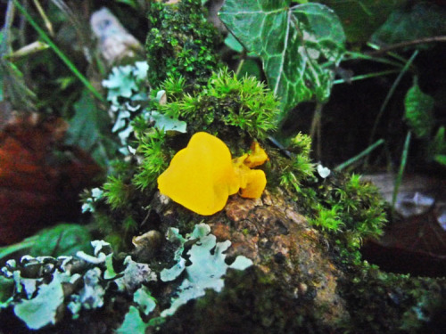 Witches’ Butter Tremella mesenterica 