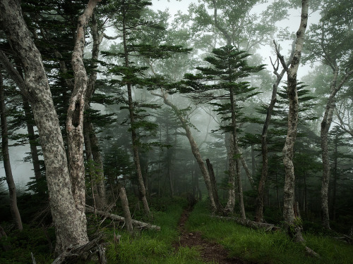 brutalgeneration:  Misty Forest (by Takamasa045) 