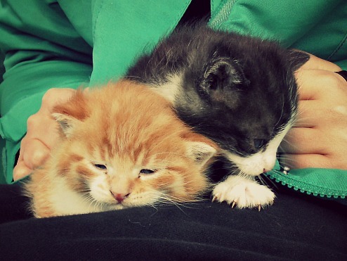 So cute!Submitted by ( reindeersteaks)
