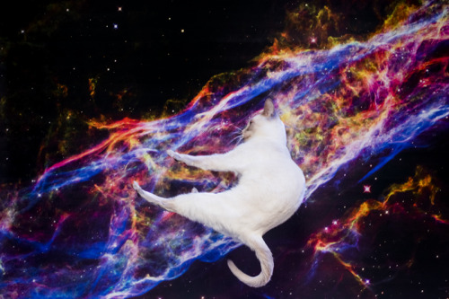 darksilenceinsuburbia:Kunststoff: Katzmonauten