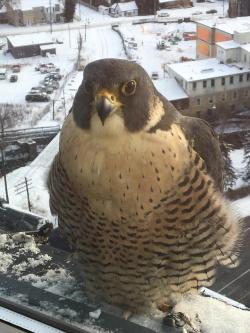 cowboyfromhel:  humoristics:  A Hawk chilling