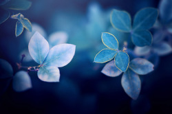 blooms-and-shrooms:  blue by ajkabajka  