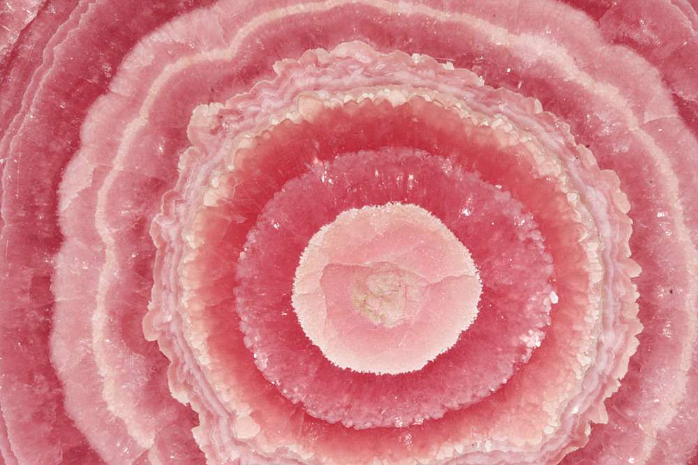 bijoux-et-mineraux: Polished Rhodochrosite Stalagmite Slice -  Capillitas Mine, Andalgalá,