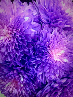 superbnature:  Purple Chrysanthemums by MatthewRita