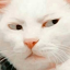 ghostofcatt