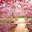 fallinxflowers
