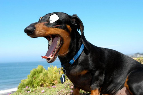 input-command:Drawing eyes over yawning dogs. XD!!