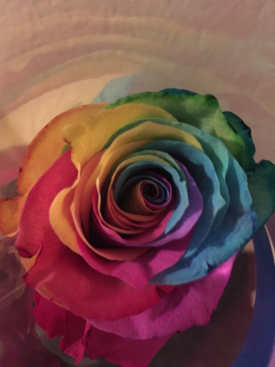 diffuxe:  Got a rose with multiple colours from my girl ❤️