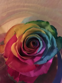 Diffuxe:  Got A Rose With Multiple Colours From My Girl ❤️