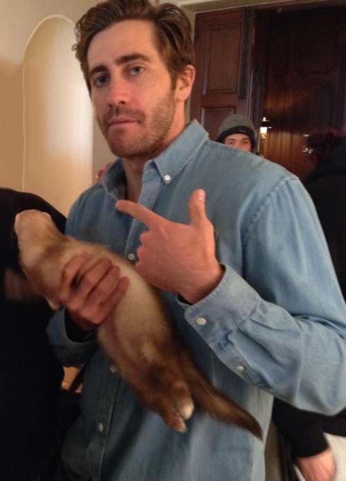 citymod:mynewplaidpants:Jake Gyllenhaal and a ferret