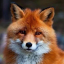 justfoxthings