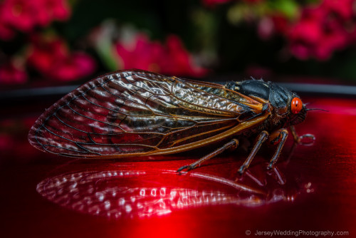 yourdailybug: 17 year cicada