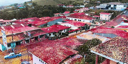 notagingeryet:Millions Of Flower Petals Erupted From A Volcano Covering An Entire Village 