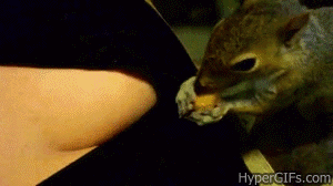 diasconredfox:  Ardilla lista