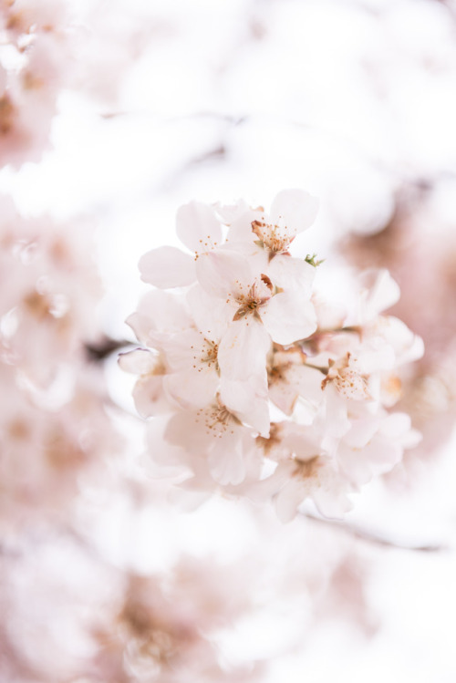 Walking with the Cherry Blossoms. © Katelyn Perry | Instagram Here