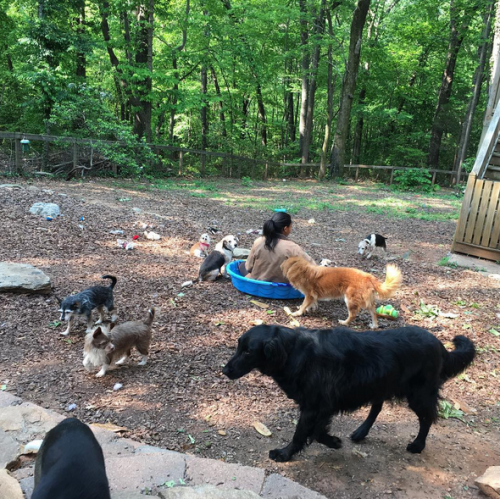 the-doggo-bloggo:pokemonprofessor:PLEASE HELP!!!Forever Dream Senior Dog Sanctuary, located in Tryon