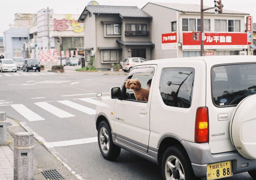 japan-overload:  Untitled by *dapple dapple Via Flickr: pentaxSV+smc Takumar 50/1.4 FUJI ISO 100