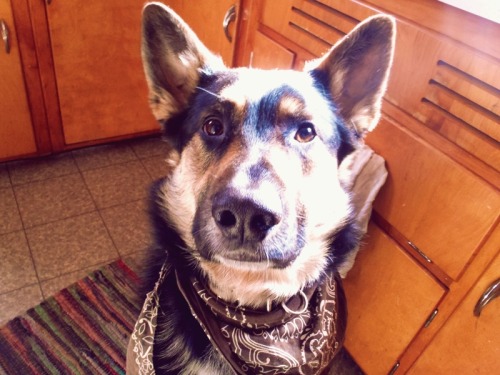 handsomedogs:  Charlie is my handsome troublemaker, named for the main character in All Dogs Go To Heaven. 