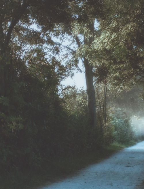 pixelcoder:Morning Walk the Line - Nature Reserve Germany - October 2k17Prints  | Instagram