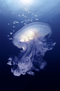 100leaguesunderthesea:  Magnificent Jellyfish by Oceansense Productions on Flickr. 