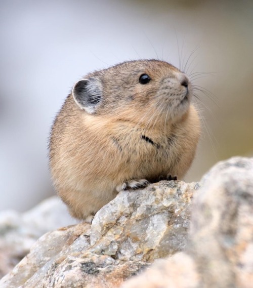 i-go-by-faith:typhlonectes:American PikaClosely related to the rabbit, pikas call high mountain peak