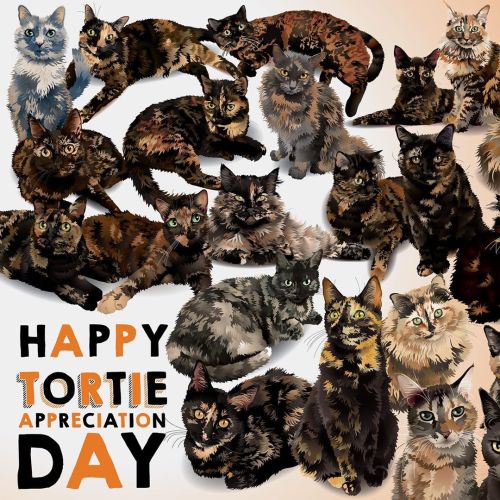 Happy #tortoiseshellcatappreciationday everyone! As you may be able to tell, we love torties. This i