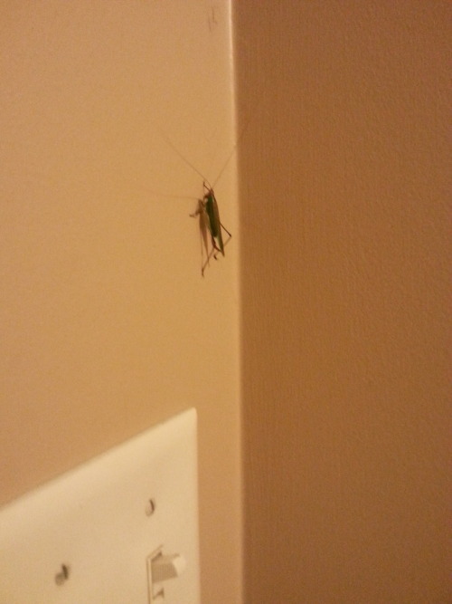 lauralandons:two questions:WHAT THE FUCK IS THATWHY THE FUCK IS IT IN MY HOUSEThat would be a cricke