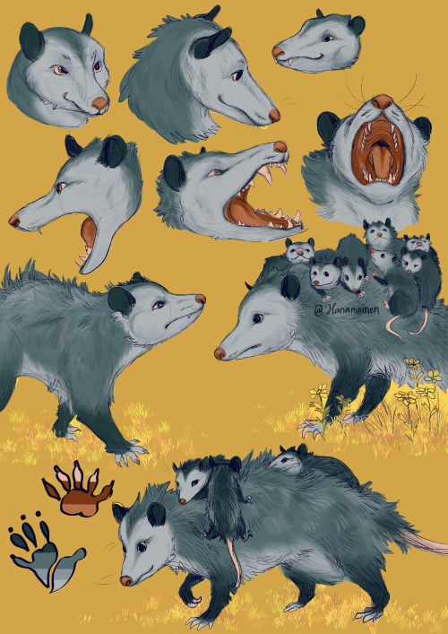 Some animal studies, star of the show this time: Opossum