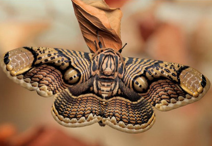 sixpenceee:  cactushandler:  sixpenceee:  Brahmin moth before and after metamorphosis. 