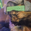 nekowarrior913