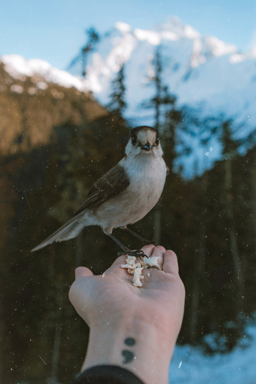 youlooklikeart: Making friends with the wildlife somewhere in the mountains!