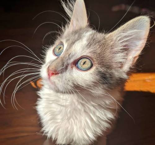 supermodelcats:Pax’s eyes look amazing in sunlight.Wow omg