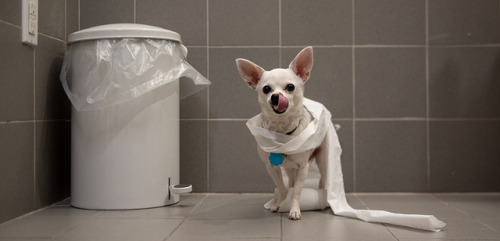 ASPCA:  Dangers Lurking in Every Room of Your Home: An In-Depth LookYou probably know by now that a 