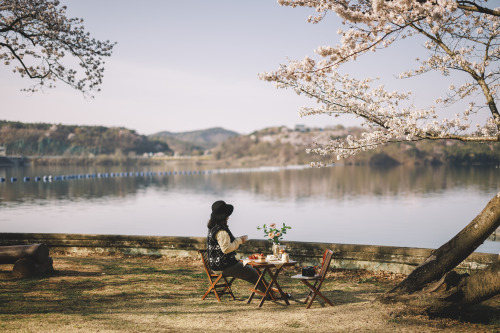 2022-04-02Spring, Cherry Blossom PicnicCanon EOS R3 + RF50mm f1.2LInstagram  |  hwantastic79vivid