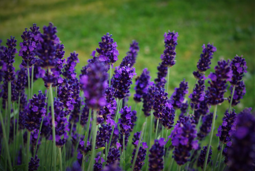 Type Of Flower (HC)