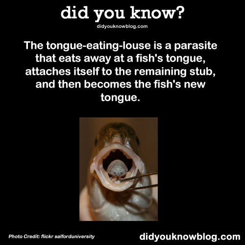 did-you-kno:  The tongue-eating-louse is a parasite that eats away at a fish’s