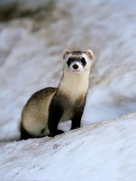 sixpenceee:  A female ferret can die if they don’t find a mate during heat. Remaining