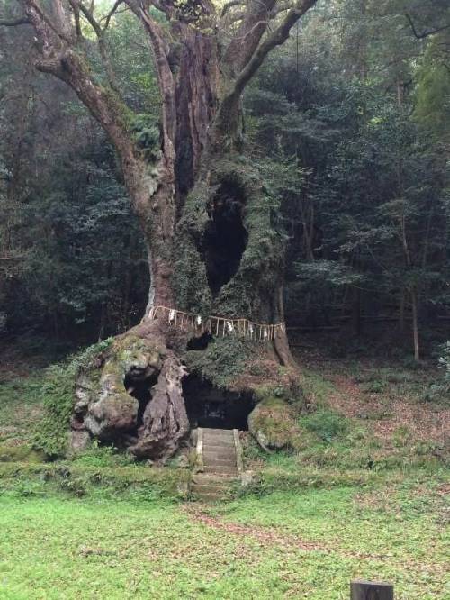 entheognosis:
“The 3000 year old Sacred Tree of Takeo Shrine, Japan
”