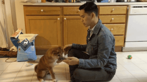 jaidefinichon:  Adorable Shiba Inu Puppy Learns to Give Hugs. 