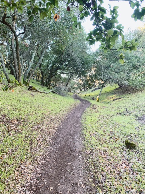 Morning hikes in winter are my favorite. January in California brings the start of the grass turning