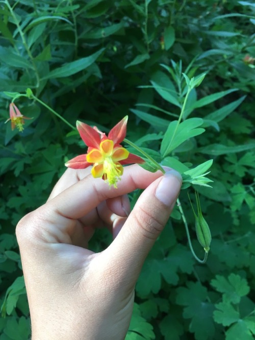 I found this lovely patch of Western Columbines (Aquilegia formosa) by a creek in the Angeles Nation