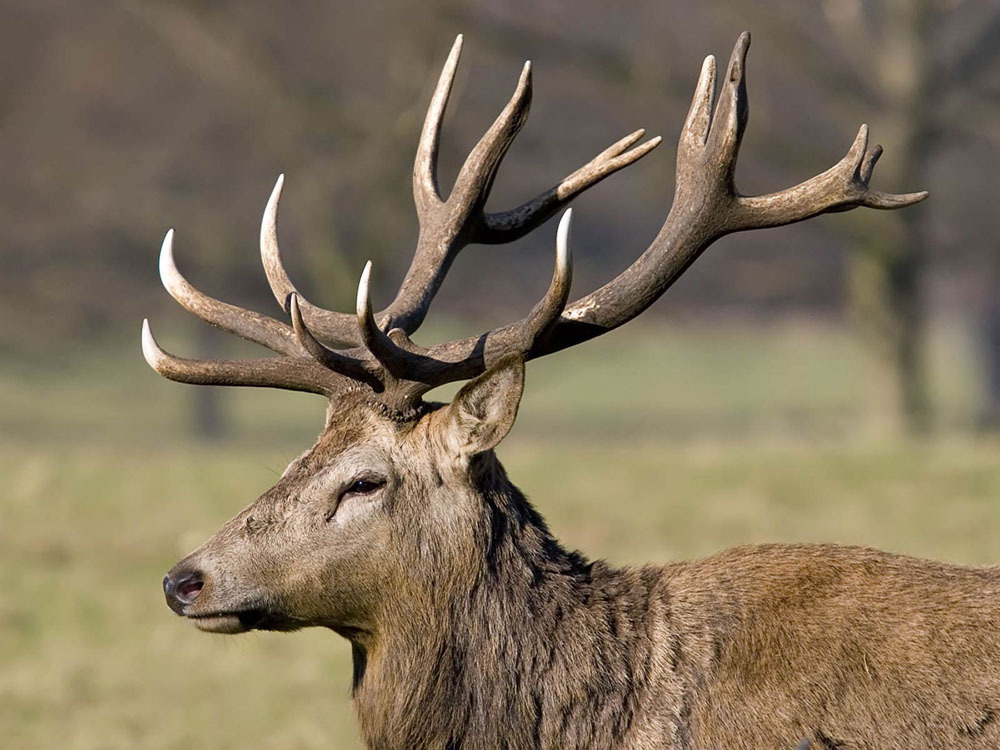 Shamanic Drumming — Deer Medicine