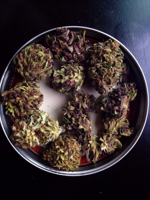 naaature-high: These little nugs are so vibrant :,)
