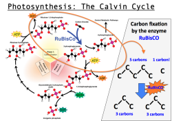 clearscience:  During photosynthesis the enzyme RuBisCO does the work of reducing carbon dioxide from the atmosphere. It is reacted with a molecule of ribulose-1,5-bisphosphate anion, which has a 5-carbon backbone. The resulting unstable 6-carbon compound